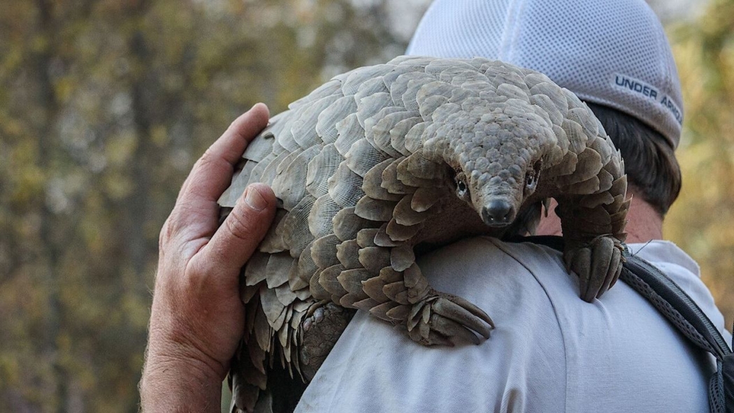 Pangolin: Kulu'nun Yolculuğu izle